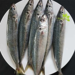 Makrela 1kg | Ca Nuc 1kg