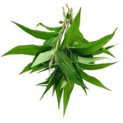 Kolendra wietnamska 1op | Rau Ram 1op