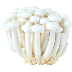 Grzyby Shimeji Biała MAO XIONG 150g | Nam Chum Trang Shimeji MAO XIONG 150g x 20op/ krt (C038)