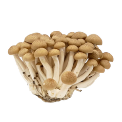 Grzyby Shimeji Brązowy MAO XIONG 150g | Nam Chum Nau Shimeji MAO XIONG 150g x 20op/ krt (C039)