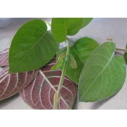 Liście Mo 1op | La Mo 1op